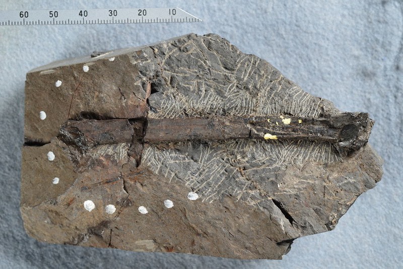 ぐるっと四国：徳島で2点の恐竜化石 獣、鳥脚類の可能性 徳島県立21