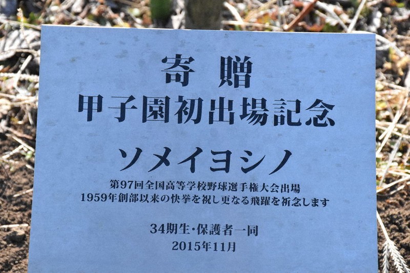 第９３回選抜高校野球 専大松戸ｏｂがエールのサクラ 野球部３４期生が寄贈 千葉 毎日新聞