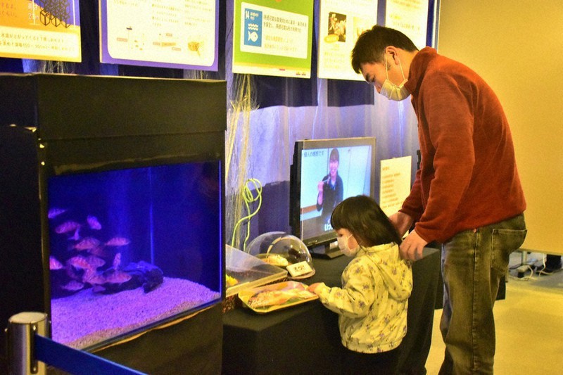 メバルが食卓に届くまで 海洋資源考える展示 青森 浅虫水族館で開始 青森 毎日新聞