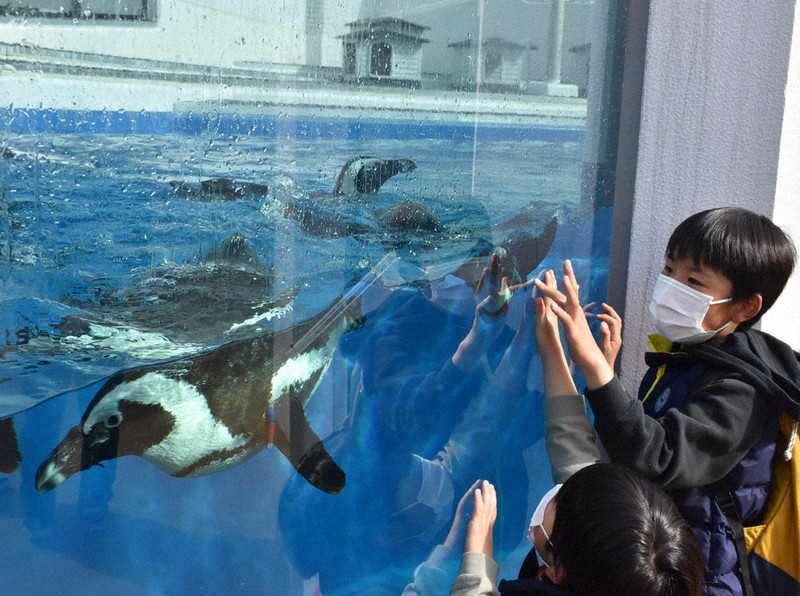 ケープペンギン 4カ月ぶりに愛くるしい姿 四国水族館が展示再開 毎日新聞