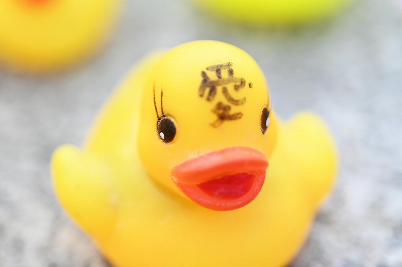 アヒルのおもちゃに癒やされて 京都・粟田神社の手水鉢に200個 [写真
