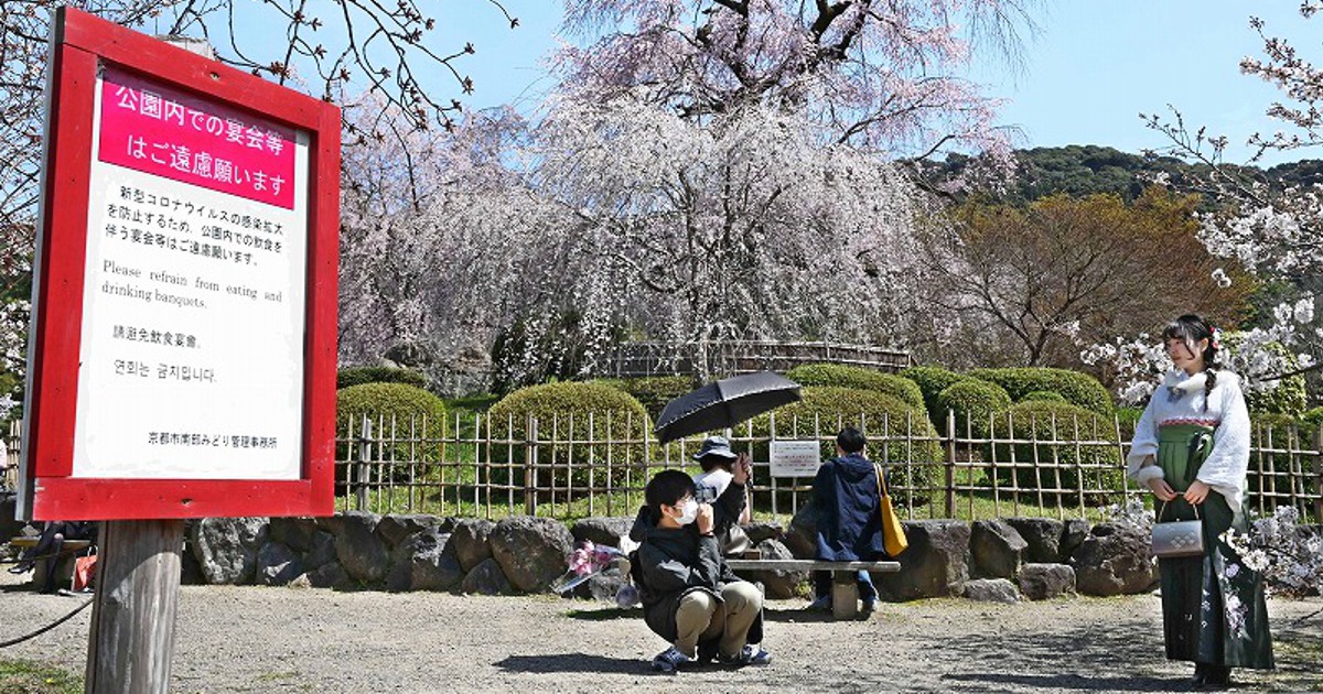 新型コロナ まもなく見ごろなのに 桜の名所円山公園ライトアップ中止 京都 写真特集1 7 毎日新聞