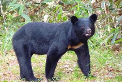 県内では例年を上回るクマの目撃情報が寄せられた。写真はツキノワグマ＝県自然保護課提供