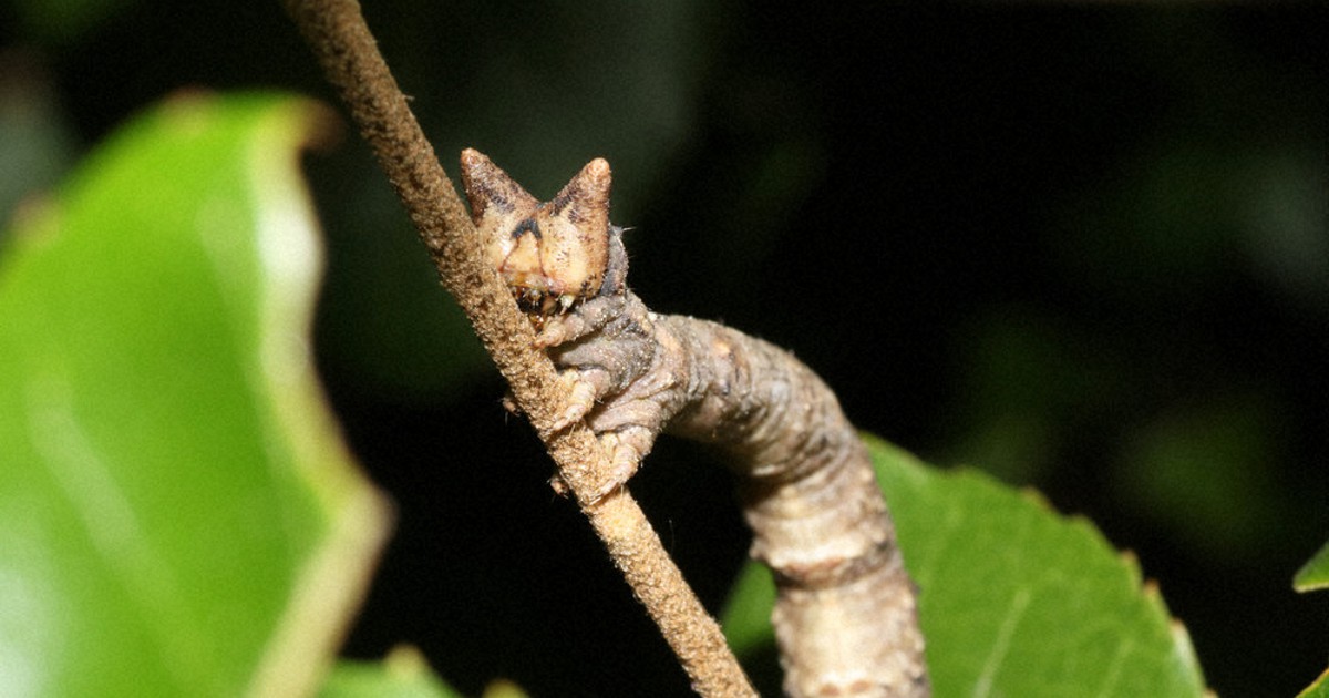 伊丹市昆虫館むしばなし：／12 さまざまなイモムシたち 自衛手段で見事に擬態 ／兵庫 毎日新聞