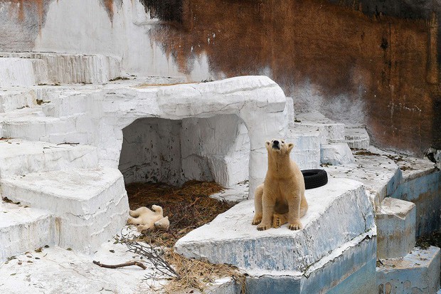 太*陽様 human made 張子　polar bear 太*陽様 human made 張子 polar bear I'll Be Your Polar Bear