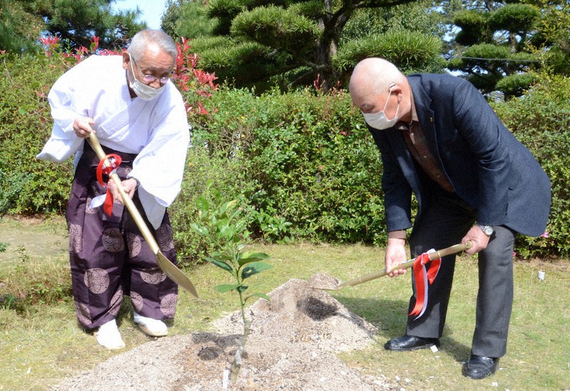 松下村塾の隣でクネンボの苗木を植える松陰神社の上田名誉宮司(左)たち=山口県萩市で2021年3月25日午前10時9分、遠藤雅彦撮影