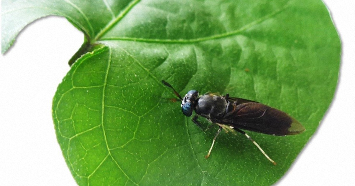 食品だけでなく飼料にも 昆虫は食糧危機時代の救世主になるか | 毎日新聞