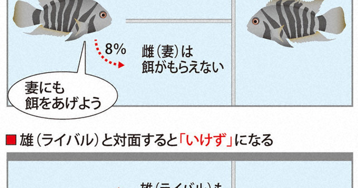 コンビクトシクリッド　ペア　産卵経験済み 妻への愛、最高♡ 魚も「思いやり」 雌には餌、雄にはいけず | 毎日新聞