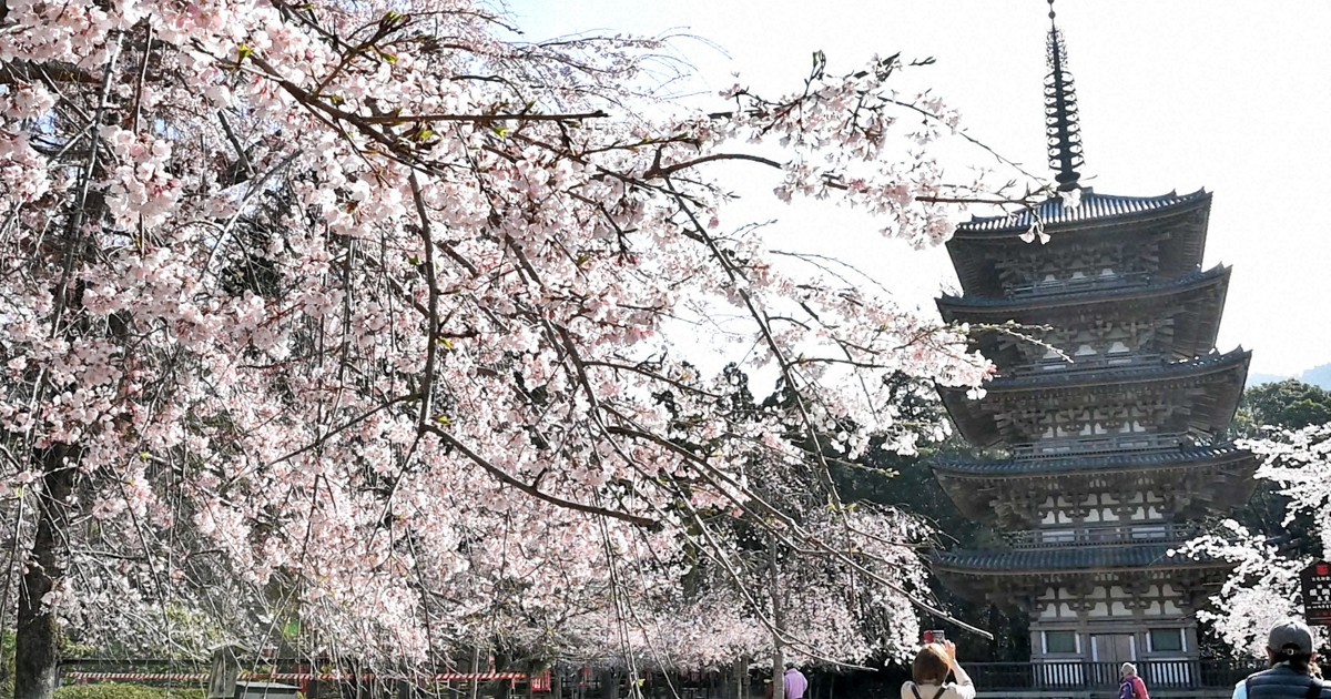 京都八景 醍醐桜帯 しだれ桜 五重塔 さくら満開の圧巻の帯 誂え 帯締めセット 醍醐寺の桜
