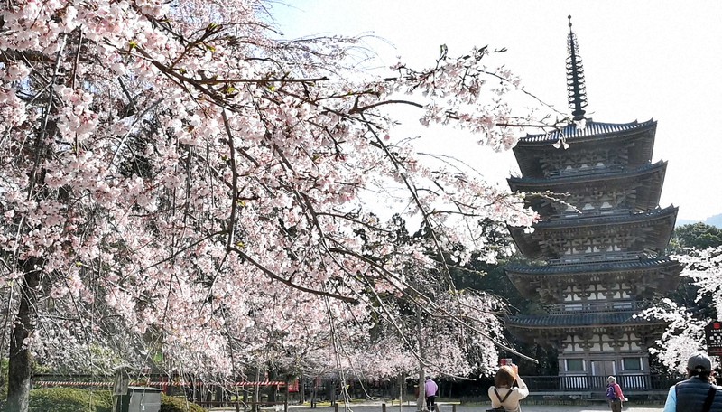 太閤しだれ桜」咲き誇る 秀吉にちなんで命名 醍醐寺 | 毎日新聞