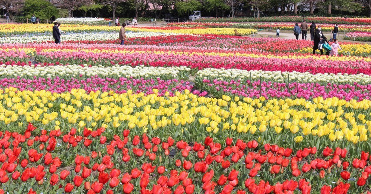 色とりどりのチューリップ一面に 三重 桑名 なばなの里 毎日新聞