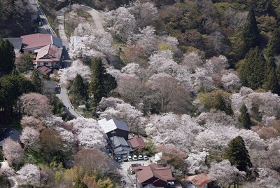 Kyotoいろいろ映写室 蹴上浄水場でツツジの花見ごろ 例年より1週間ほど開花早く 毎日新聞