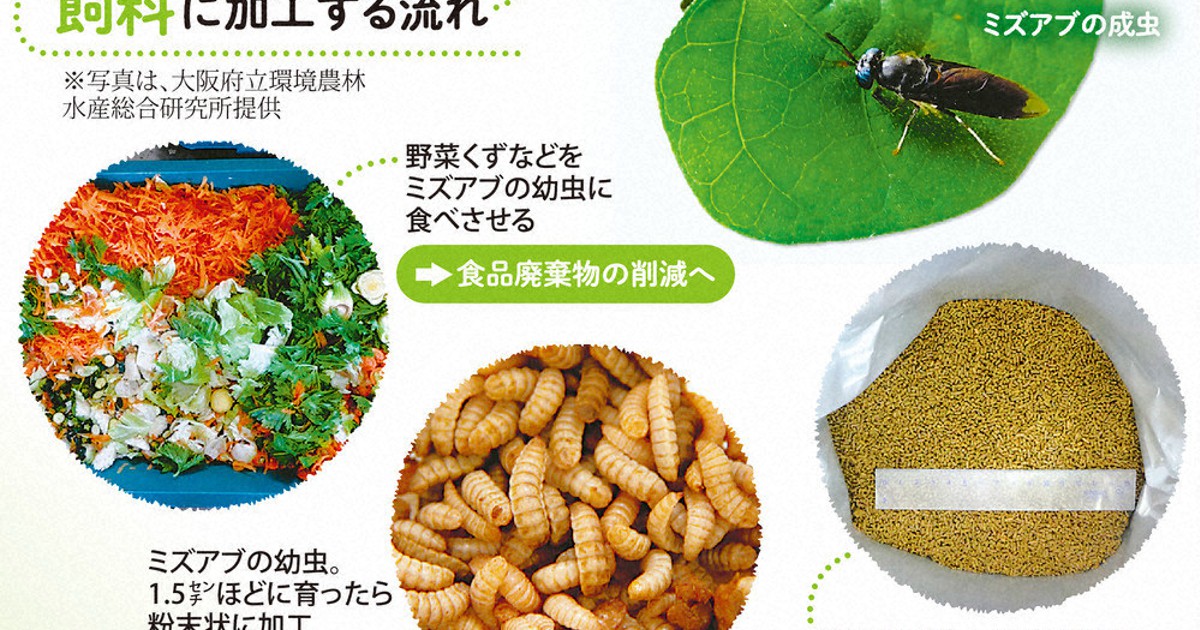 地球のミライ 飼料として昆虫活用 研究進む 毎日新聞