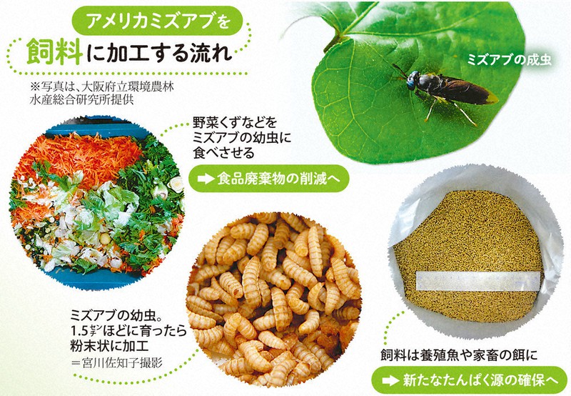 地球のミライ 飼料として昆虫活用 研究進む 毎日新聞
