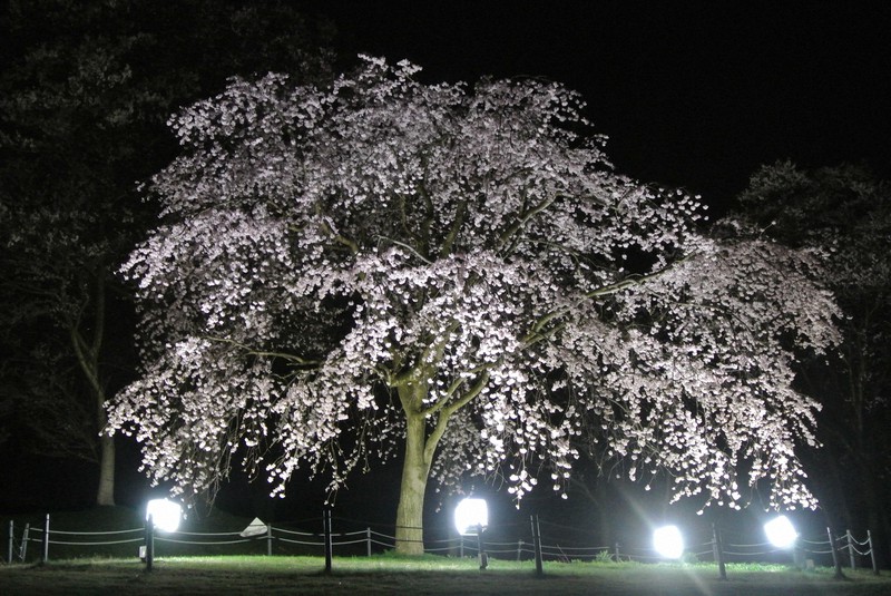 桜の新品種クレハオトメシダレ ライトアップでより美しく 富山 毎日新聞 桜の新品種クレハオトメシダレ ライトアップでより美しく 富山 毎日新聞
