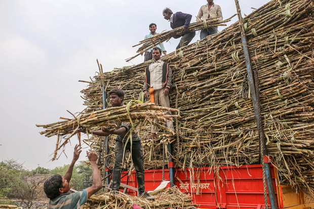 資源高襲来 砂糖 食用油 原油高が価格に影響大 エタノールの比率上昇へ 小菅努 週刊エコノミスト Online