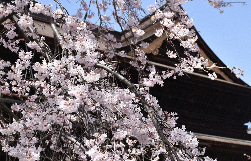 桜、美しく咲き乱れ 善光寺 /長野 毎日新聞 桜、美しく咲き乱れ 善光寺 /長野 毎日新聞