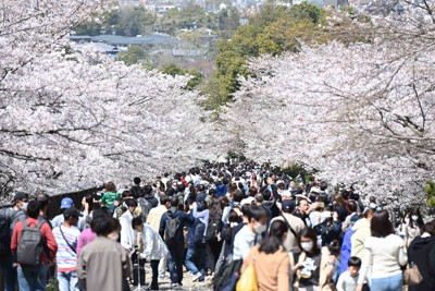 Kyotoいろいろ映写室 蹴上浄水場でツツジの花見ごろ 例年より1週間ほど開花早く 毎日新聞