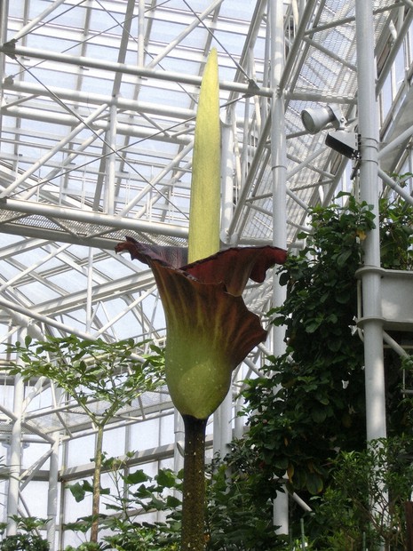 世界一のっぽの花…鑑定で同じ属の別種と判明 種採取時間違え？ | 毎日新聞
