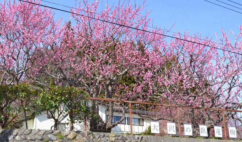 見ごろを迎えた臥竜梅=岩手県山田町大沢で、2021年4月2日午後2時3分、中尾卓英撮影