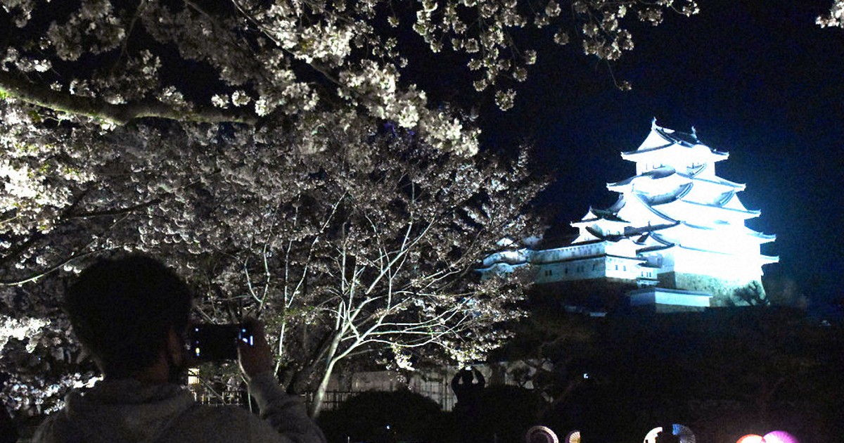 光と音楽で演出 夜桜 楽しんで １１日まで姫路城 兵庫 毎日新聞