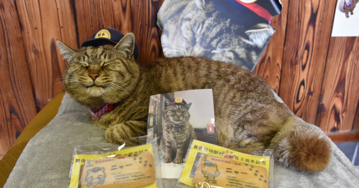 Japanese 'cat stationmaster' celebrates 3 years in office with locals