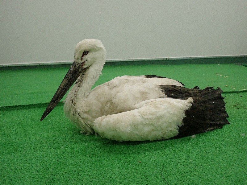1月23日、保護翌日は衰弱して立ち上がれなかった(兵庫県立コウノトリの郷公園提供)