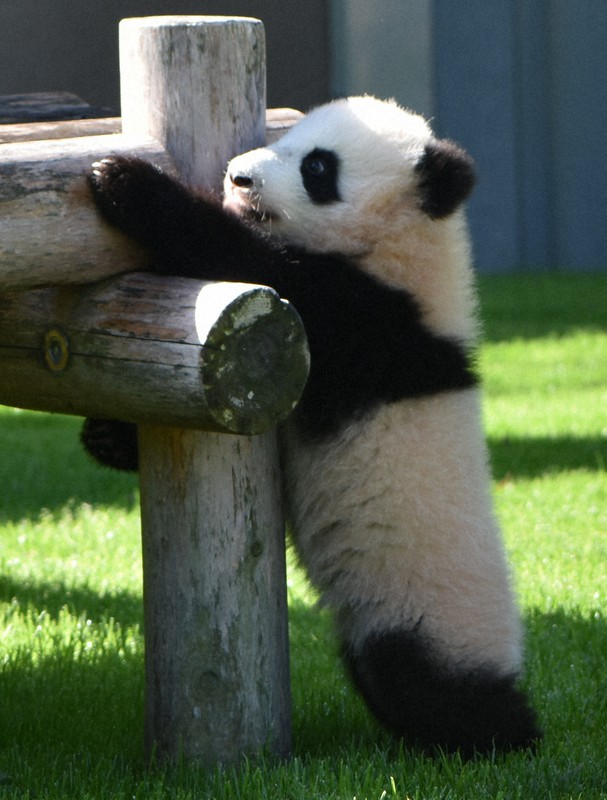 赤ちゃんパンダ おひさま浴びてのびのび アドベンチャーワールド 毎日新聞