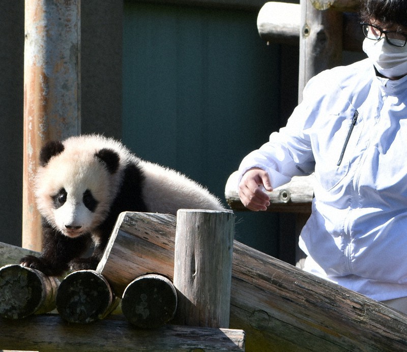 元気はつらつ ひなたぼっこ パンダの楓浜公開 白浜 アドベンチャー 和歌山 毎日新聞