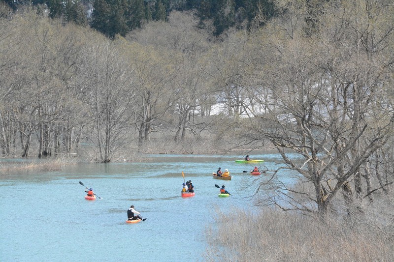 カヌーをこぎながら水没林を見学する参加者ら=山形県飯豊町数馬の白川湖で2021年4月6日、佐藤良一撮影