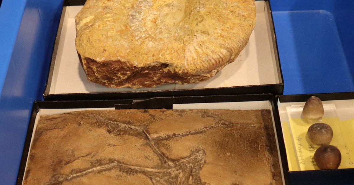 前館長が三葉虫などの化石2230点寄贈 カブトガニ博物館 岡山 | 毎日新聞