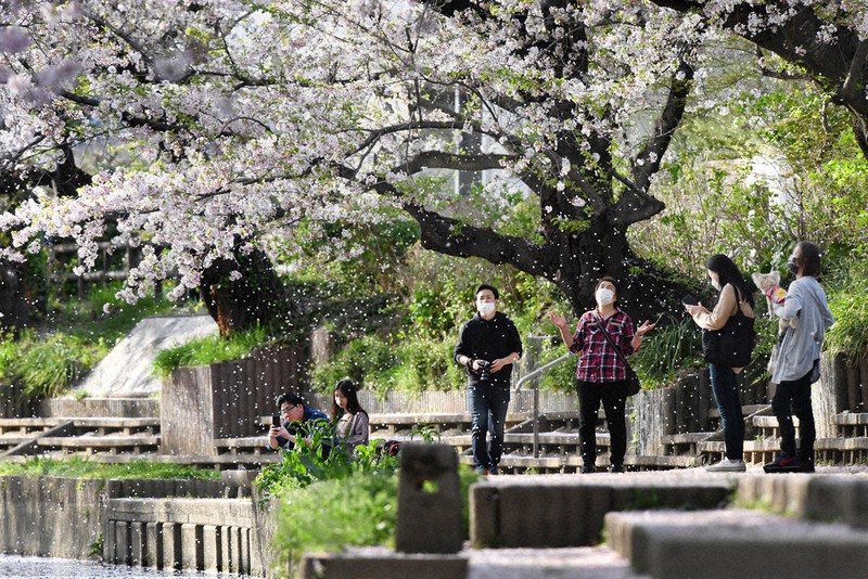 川沿いに続く桜並木。ふわっと風が吹くと、散歩を楽しむ人が立ち止まり、ちらちらと舞うピンクの花びらにぱっと手を広げた=埼玉県鴻巣市で4月3日、竹内紀臣撮影
