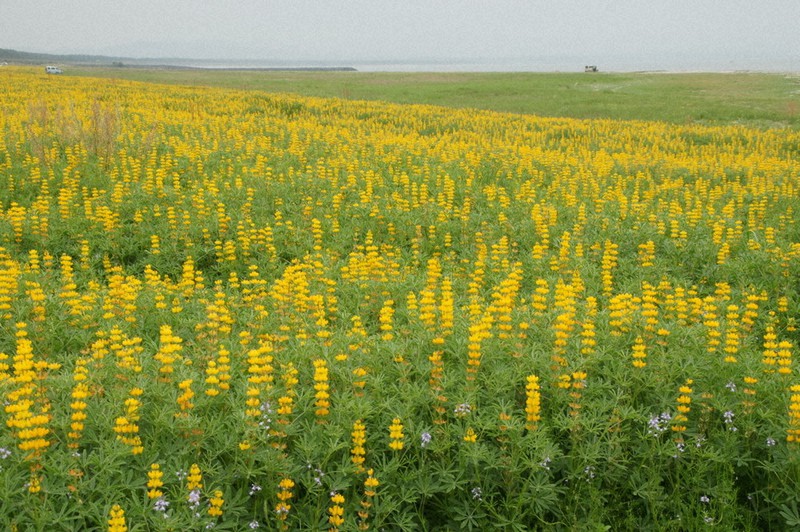黄色いじゅうたん ルーピン見ごろ 鹿児島 東串良町の海岸 鹿児島 毎日新聞