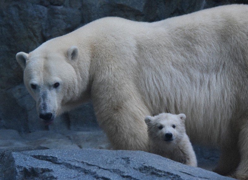 ホッキョクグマ、赤ちゃんは雄 一般公開へ練習中 男鹿水族館 ／秋田