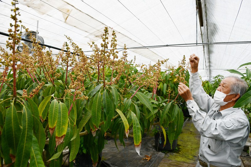 ビニールハウスで羽ばたく働き バエ 農家を救う妖精になるか 毎日新聞