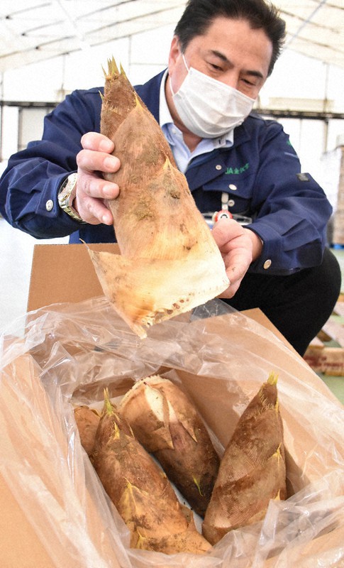 初出荷されたタケノコ=金沢市野田町のJA金沢市アグリセンター野田で、井手千夏撮影