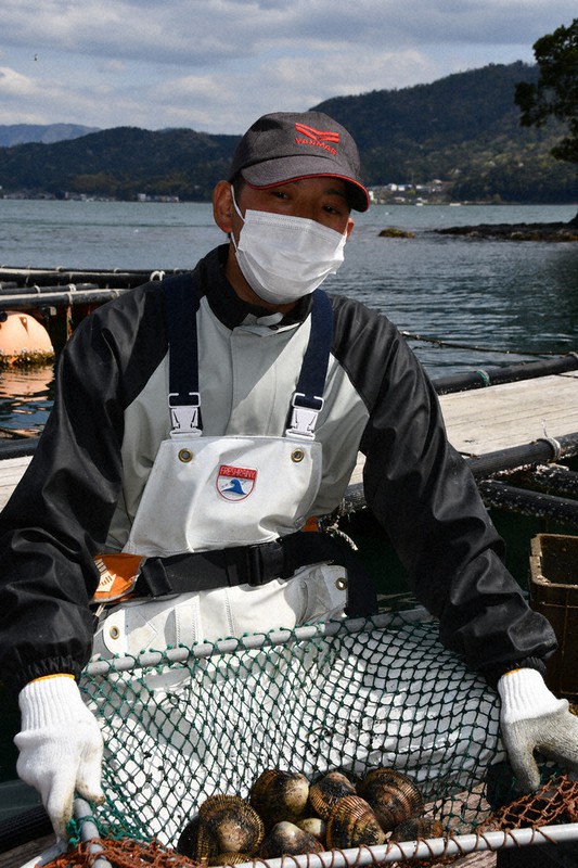 初夏の味覚 京ブランドの丹後とり貝 岩がき出荷準備 舞鶴 毎日新聞
