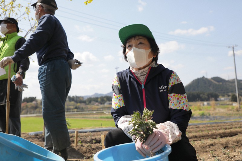 避難指示が解除されている畑に菊の苗を植えた根本友子さん=福島県大熊町で2021年4月12日、和田大典撮影