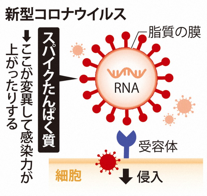 特集ワイド 新型コロナ変異株 過度に恐れず 基本の予防策しっかり 日本感染症学会ワクチン委員長 西順一郎 鹿児島大教授 毎日新聞