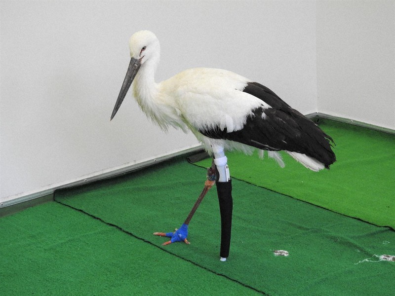 左脚に試作品の義足を装着したコウノトリ=兵庫県豊岡市の県立コウノトリの郷公園で2021年4月6日、兵庫県立コウノトリの郷公園提供