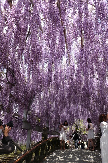 中山大藤」満開 1万5000房のシャワー 福岡・柳川市の熊野神社 | 毎日新聞