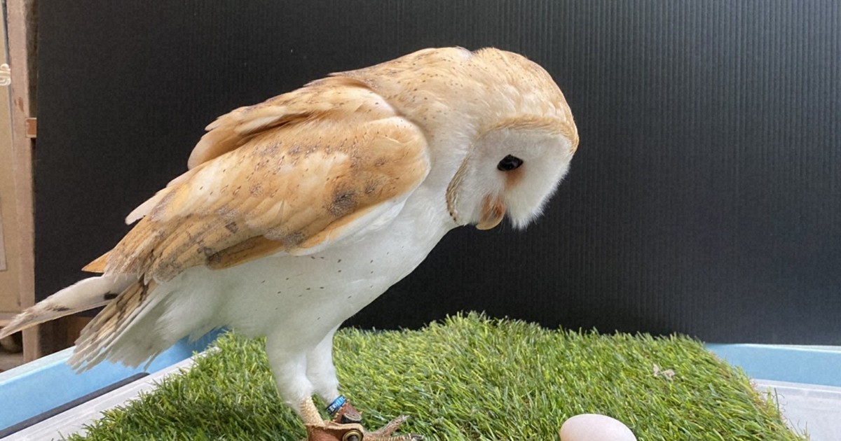 私事ですが今朝卵を産みました 雄のメンフクロウ 雌 と訂正 毎日新聞