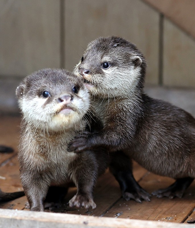 コツメカワウソ コツメカワウソに赤ちゃん誕生…植物園「HANA・BIYORI