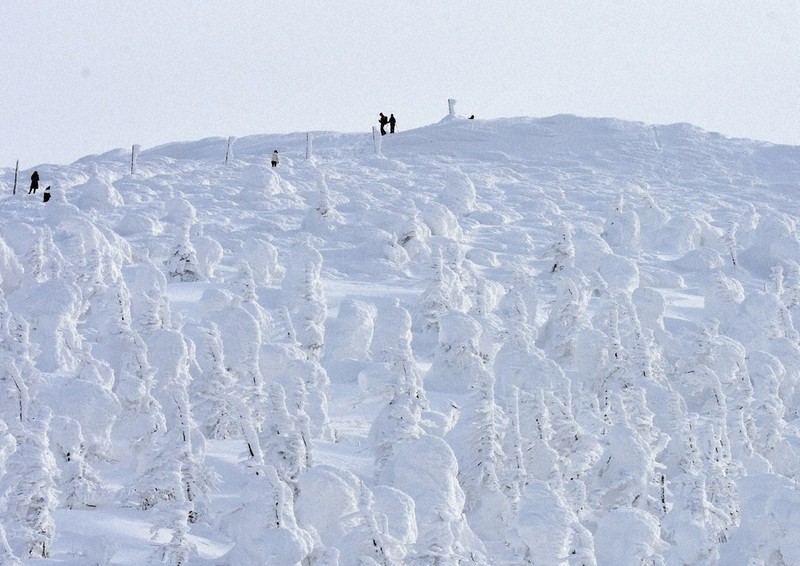 アオモリトドマツの枝に氷と雪が付着してできる蔵王の樹氷群=山形市で2019年2月11日、江連能弘撮影