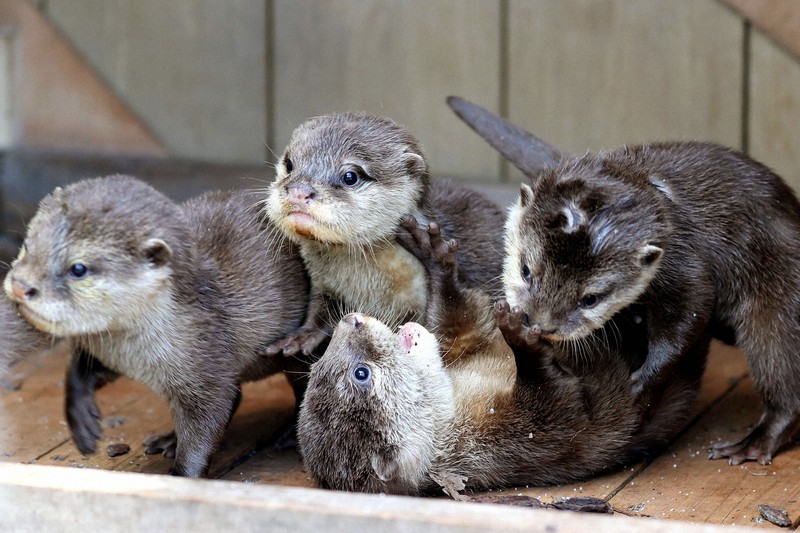 5 otter cubs make debut at Yokohama marine park - The Mainichi