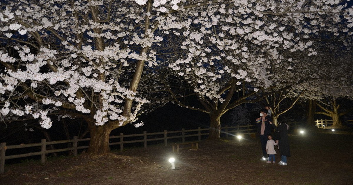 夜桜見 夜桜、待っていた 500本が幻想的に照らされ 山形・寒河江 | 毎日新聞