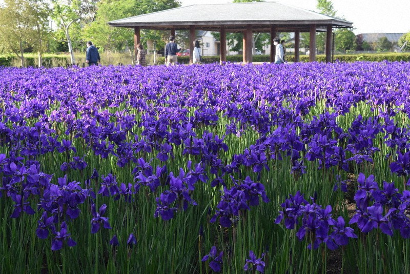 一面に咲くアヤメ=宮崎県都城市の早水公園アヤメ園で2021年4月18日、梅山崇撮影