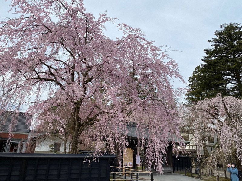 見ごろを迎えた武家屋敷周辺のシダレザクラ=秋田県仙北市角館町で、2021年4月16日午後、佐藤岳幸撮影