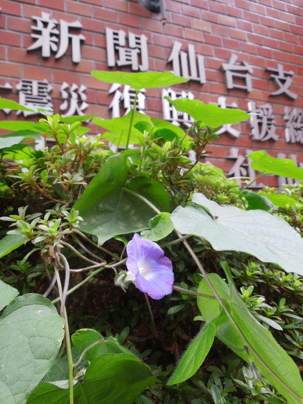 毎日新聞仙台支局の花壇で咲いた「けんちゃんのアサガオ」=仙台市青葉区で2020年9月29日、石丸整撮影