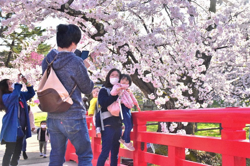 満開を迎えた桜を楽しむ来場者ら=青森県弘前市の弘前公園で2021年4月19日、平家勇大撮影